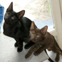 Chat Savannah disponible en Haute-Garonne