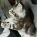 Chaton Maine Coon de race  en région Occitanie.