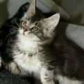Chat Maine Coon proposée par l’élevage Chatterie de la croix Lorraine.