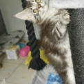 Chaton Maine Coon de race – prix 1200 €.