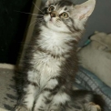 Chat Maine Coon proposée par l’élevage Chatterie de la croix Lorraine.