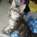 Chaton Maine Coon de race  en région Occitanie.