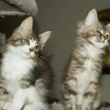 Chaton Maine Coon de race  en région Occitanie.
