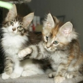 Chaton Maine Coon de race – prix 1200 €.
