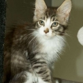 Chaton Maine Coon de race – prix 1200 €.