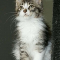 Maine Coon disponible en Haute-Garonne