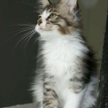 Chaton Maine Coon de race – prix 1200 €.
