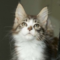 Maine Coon disponible en Haute-Garonne