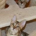 Chat Chat Savannah proposé par l’élevage Chatterie de la croix Lorraine.