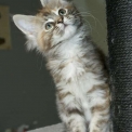 Chaton Maine Coon de race  en région Occitanie.