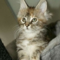 Chat Maine Coon proposée par l’élevage Chatterie de la croix Lorraine.