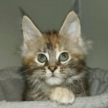 Maine Coon disponible en Haute-Garonne