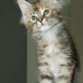 Chat Maine Coon proposée par l’élevage Chatterie de la croix Lorraine.
