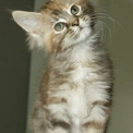 Chaton Maine Coon de race  en région Occitanie.