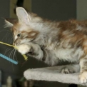 Maine Coon disponible en Haute-Garonne