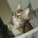 Chaton Maine Coon de race – prix 1200 €.