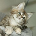 Chaton Maine Coon de race – prix 1200 €.