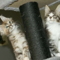 Chat Maine Coon proposée par l’élevage Chatterie de la croix Lorraine.