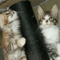 Maine Coon disponible en Haute-Garonne