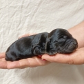 Cocker Anglais Spaniel chiot vendu 1600 €