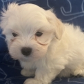 Adoption chiot Bichon Maltais au prix de 1480 €
