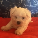 Chiot Bichon Maltais à adopter au prix de 1480 €