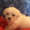 Bichon Maltais chiot vendu 1480 €