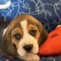 Adoption chiot Beagle au prix de 1050 €