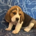 Acheter Beagle bébé pour 1050 €
