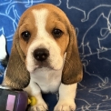 Chiot Beagle de race  en région Centre-Val de Loire.