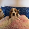 Beagle disponible dans l'Indre