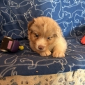 Chiot Berger australien à adopter au prix de 1450 €