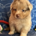 Chiot Berger australien de race – prix 1450 €.
