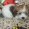 Chiot Coton de Tulear sans pedigree – prix 950 €.