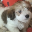Chiot Coton de Tulear sans pedigree – prix 950 €.