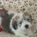 Chiot Coton de Tulear sans pedigree  en région Centre-Val de Loire.