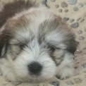 Chien Coton de Tulear proposé par l’élevage Domaine du ribat.
