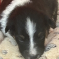 Adoption chiot Colley Shetland au prix de 1050 €