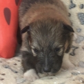 Colley Shetland chiot vendu 950 €