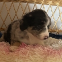 Chiot Berger américain miniature sans pedigree – prix 1350 €.