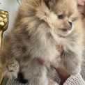 Chiot Spitz Allemand Nain de race en région Occitanie.