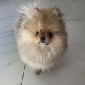 Spitz Allemand Nain disponible en Aveyron
