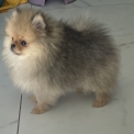 Spitz Allemand Nain disponible en Aveyron