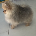 Spitz Allemand Nain disponible en Aveyron