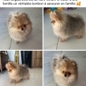Chiot Spitz Allemand Nain de race en région Occitanie.