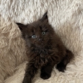 Chaton Maine Coon de race – prix 1800 €.