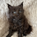 Chaton Maine Coon de race  en région Normandie.