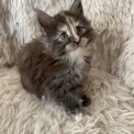 Chaton Maine Coon de race – prix 1570 €.