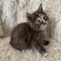 Maine Coon disponible en Seine-Maritime