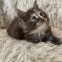 Chaton Maine Coon de race  en région Normandie.